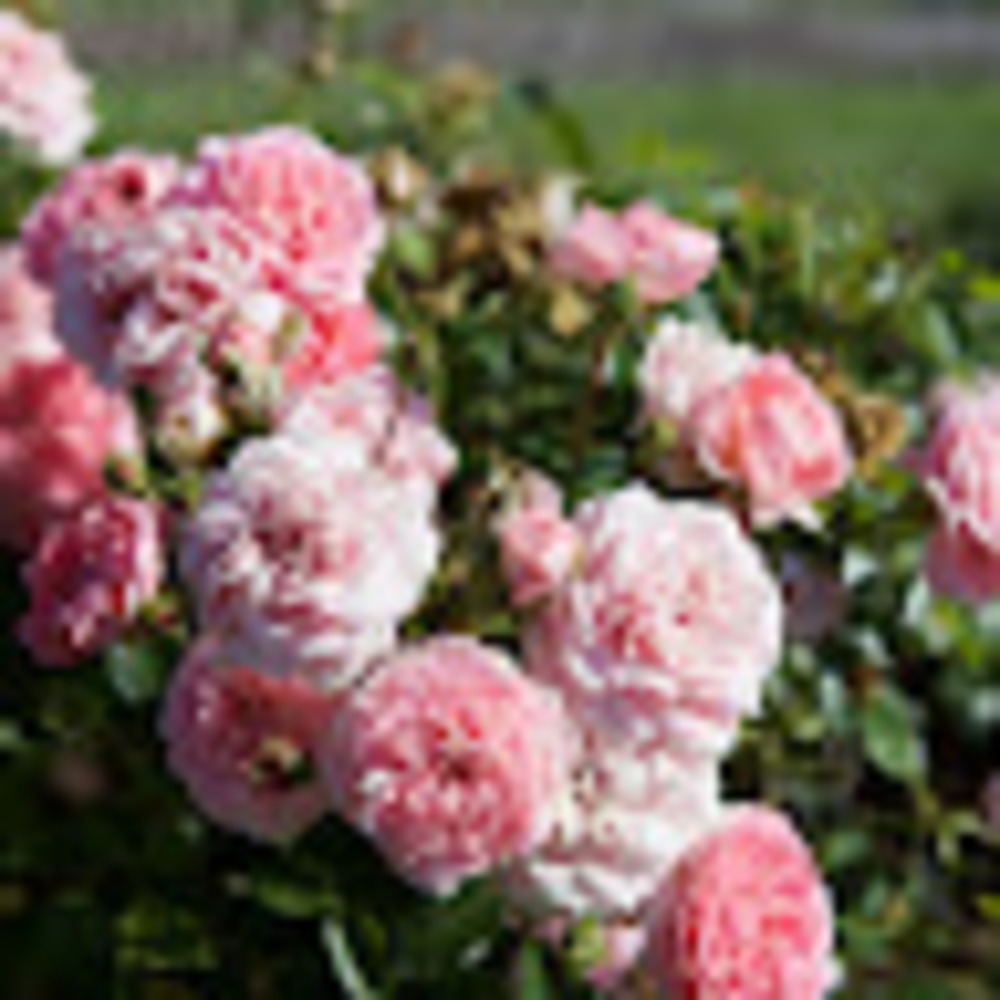 Meet your Posher, Gwen